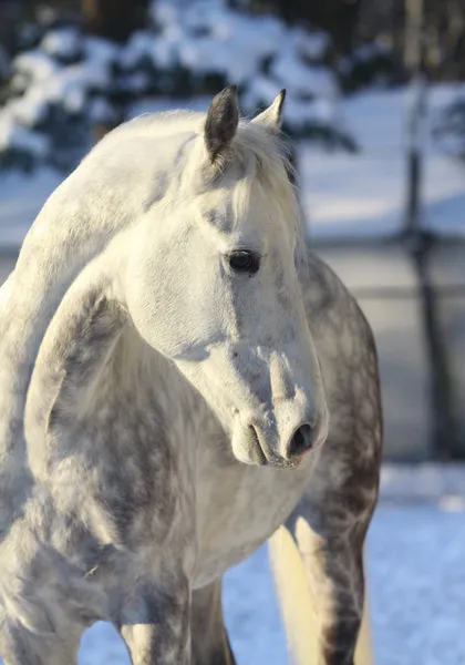 Cavalo cinzento no inverno — Fotografia de Stock