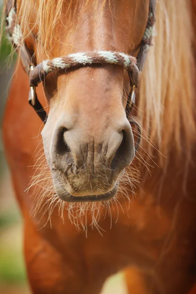 Nos koně — Stock fotografie