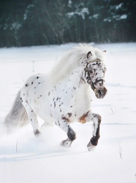 Appaloosa pony in snow — Stock Photo, Image