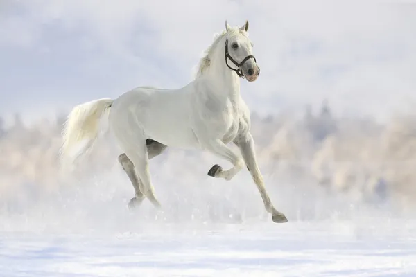 Cavalo branco na neve — Fotografia de Stock