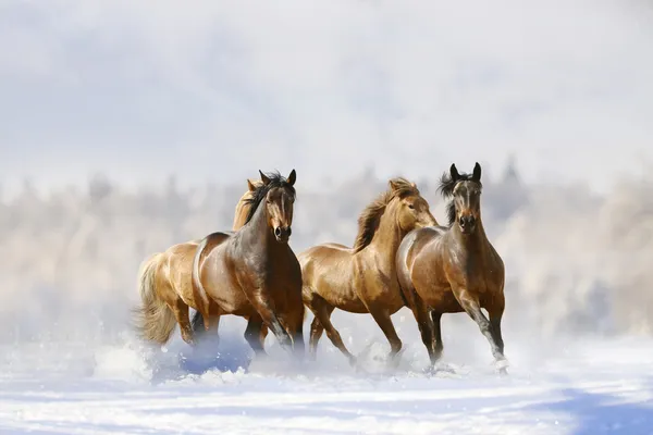 Paarden uitvoeren — Stockfoto