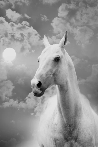 Кінь і небо — стокове фото