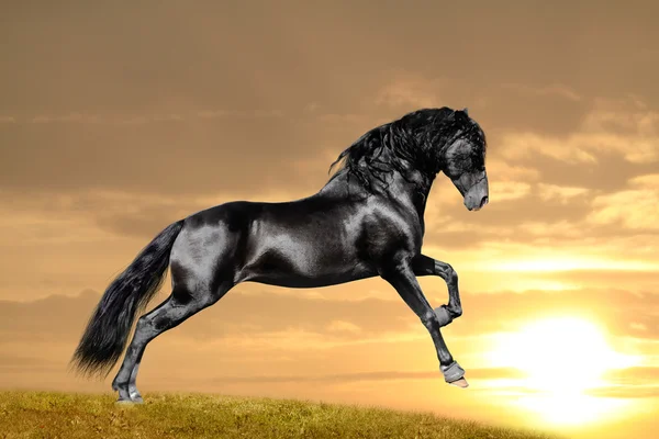 Černý kůň v západu slunce — Stock fotografie