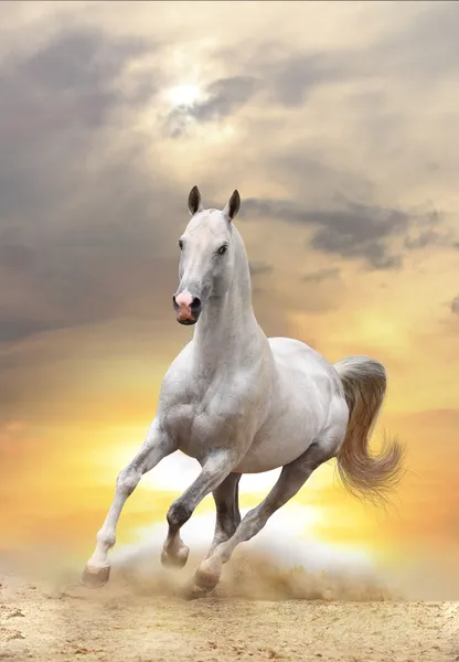 Білий кінь на заході сонця — стокове фото