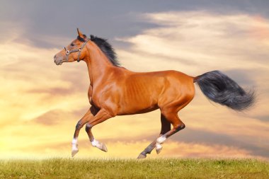 Arabian horse in sunset clipart