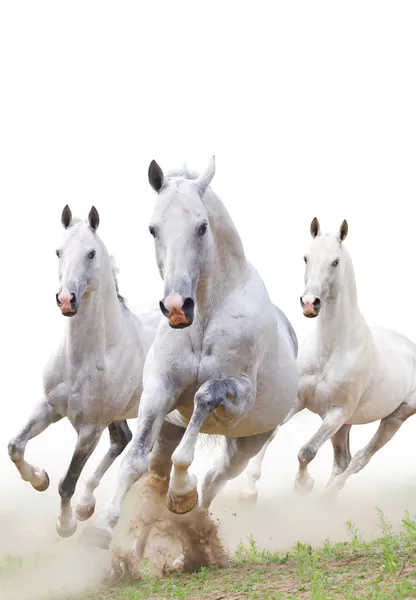 Белые лошади в пыли — стоковое фото