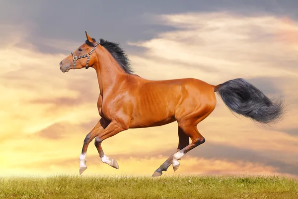 Arabský kůň v západu slunce — Stock fotografie