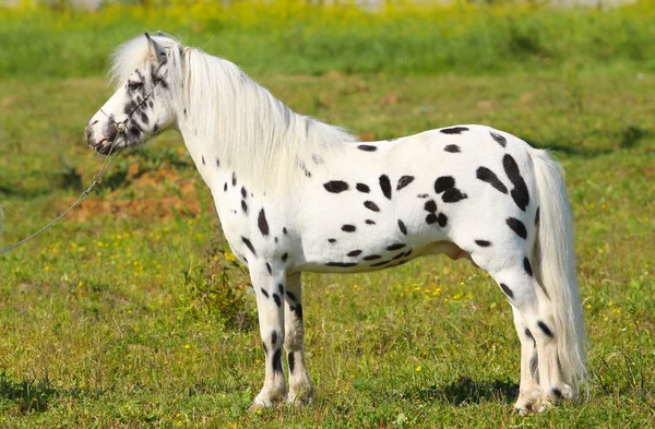 Spotted pony — Stock Photo, Image