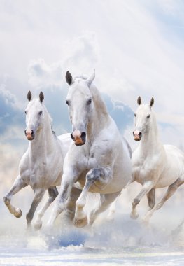 White horses in dust clipart