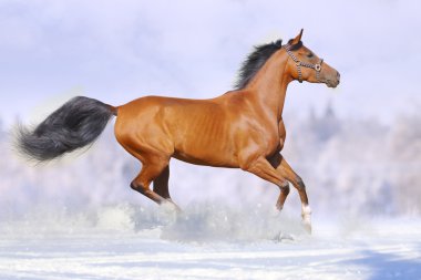 Horses run clipart