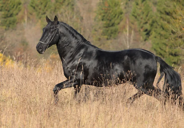 Raven stallion in forest — Stock Photo, Image