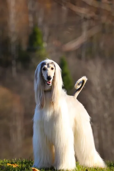 Weißer afghanischer Hund — Stockfoto