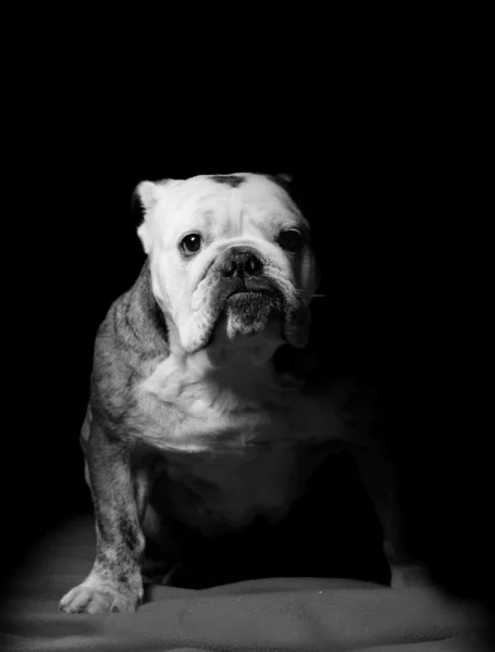 Bulldog på svart – stockfoto