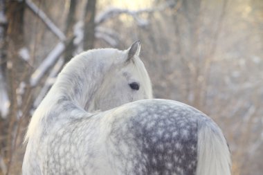 Horse in winter clipart