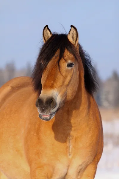 Kuda di musim dingin — Stok Foto
