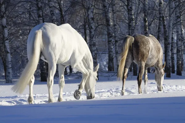 Konie w lesie śnieg — Zdjęcie stockowe