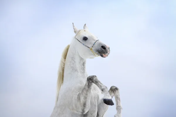 Arrières de chevaux arabes — Photo