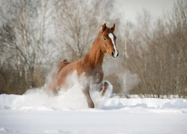 Arab hingst i snö — Stockfoto