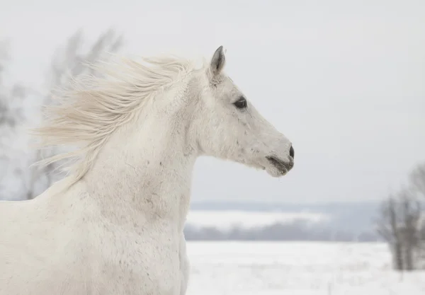 Paard in de winter — Stockfoto