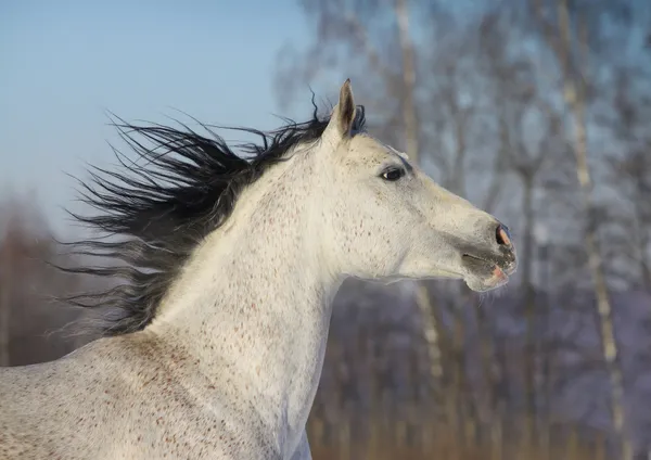 Fechar cavalo árabe — Fotografia de Stock