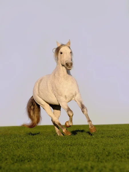 Cavallo bianco in campo — Foto Stock