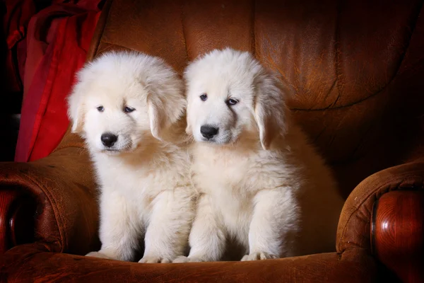 Cuccioli bianchi — Foto Stock
