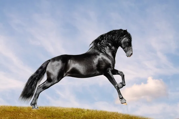 Black horse in field — Stock Photo, Image