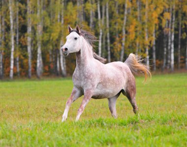 Free arab horse clipart