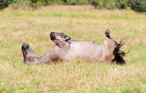 Paard rollen op de grond — Stockfoto