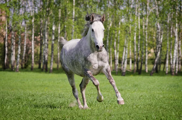 Свободная арабская лошадь — стоковое фото