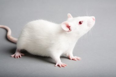 White rat clipart