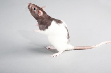 Laboratory rat clipart