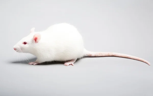 白鼠 — 图库照片