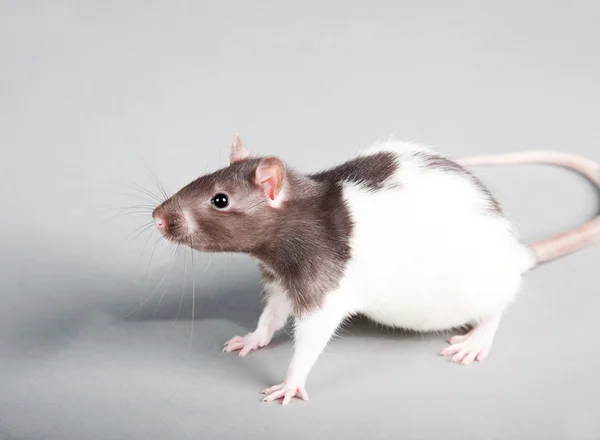 Laboratory rat — Stock Photo, Image