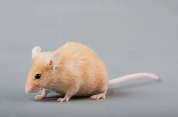 実験室のマウス — ストック写真