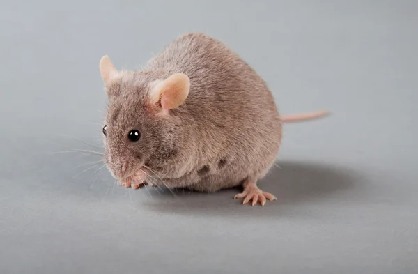 Лабораторные мыши — стоковое фото