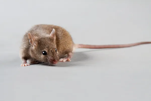 实验室鼠标 — 图库照片