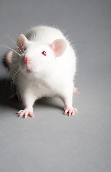 Rat blanc — Photo