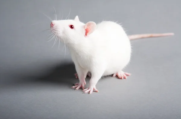Witte rat — Stockfoto
