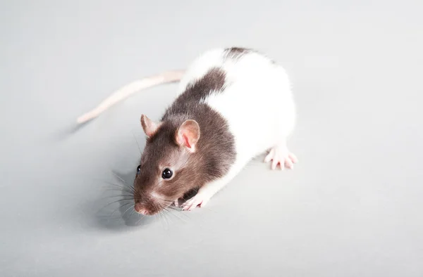实验室老鼠 — 图库照片