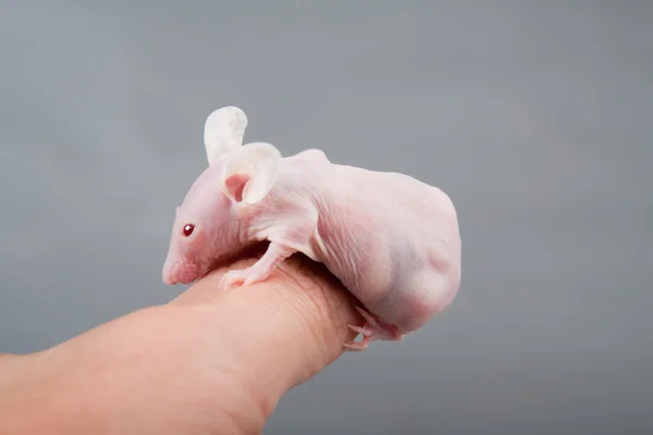 Bezvlasý myš — Stock fotografie