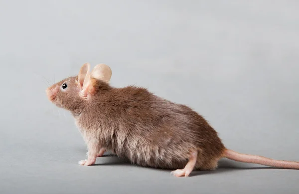 実験室のマウス — ストック写真