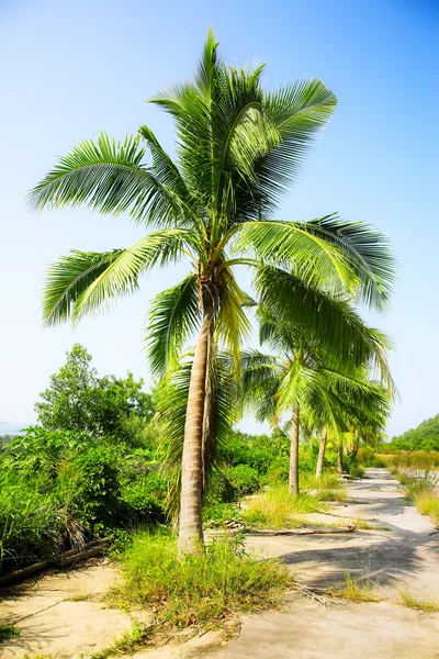 椰子树 — 图库照片