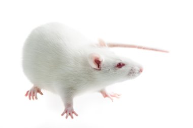 White rat clipart