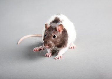 Laboratory rat clipart