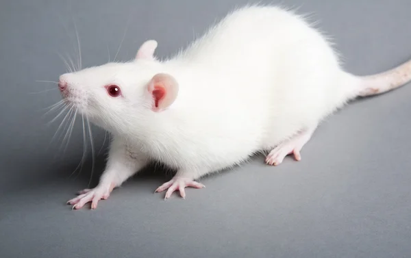 Weiße Ratte — Stockfoto