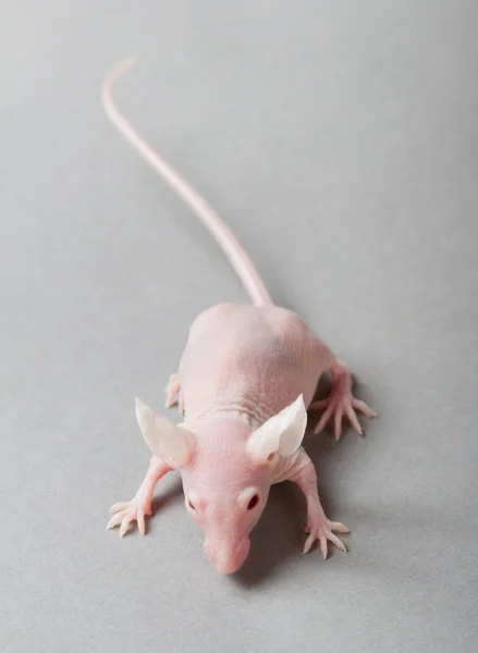 Бесшерстная мышь — стоковое фото