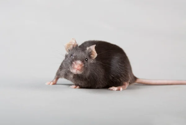 Laboratorní myš — Stock fotografie