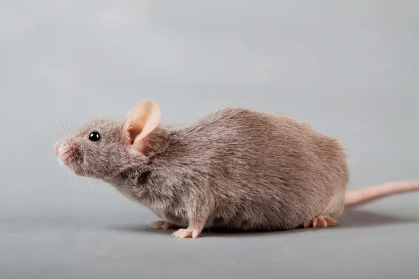 Rato de laboratório — Fotografia de Stock
