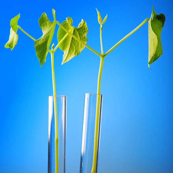 Test tüpü içinde bitki — Stok fotoğraf
